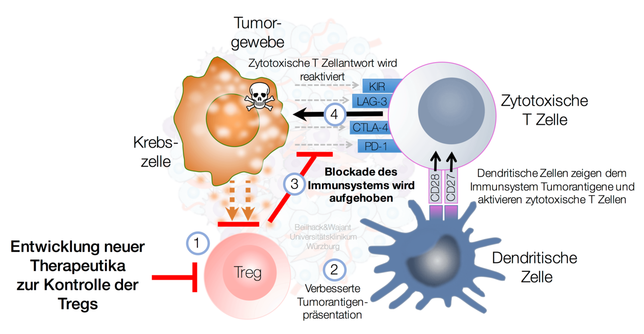 Forschungsprojekt Reaktivierung Körpereigene Immunantwort